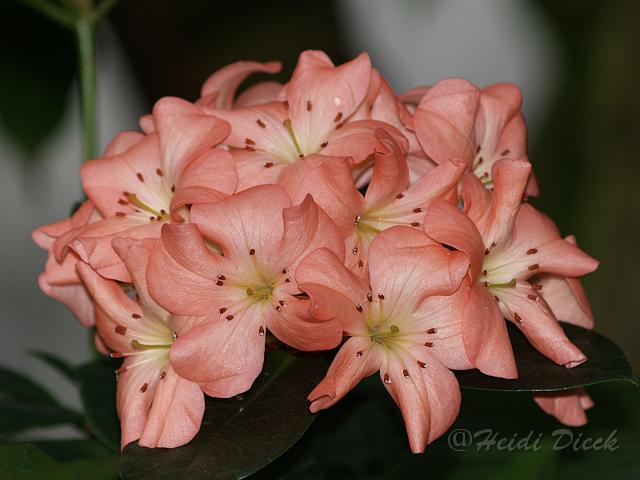 Rhodo brokeanum var grazile1.JPG